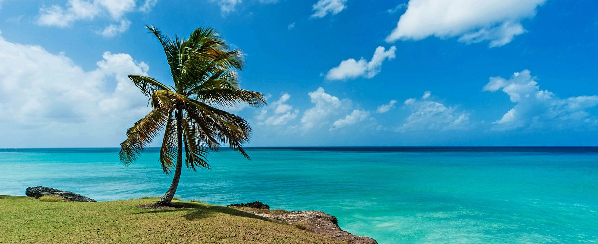 Coconut trees overlooking a beautiful Barbados beach, inviting visitors to explore the island by rental car.