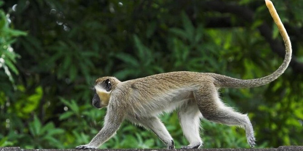Monkey photo in Barbados Wildlife Reserve car rental bridgetown barbados